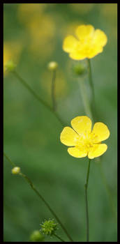 butter flower