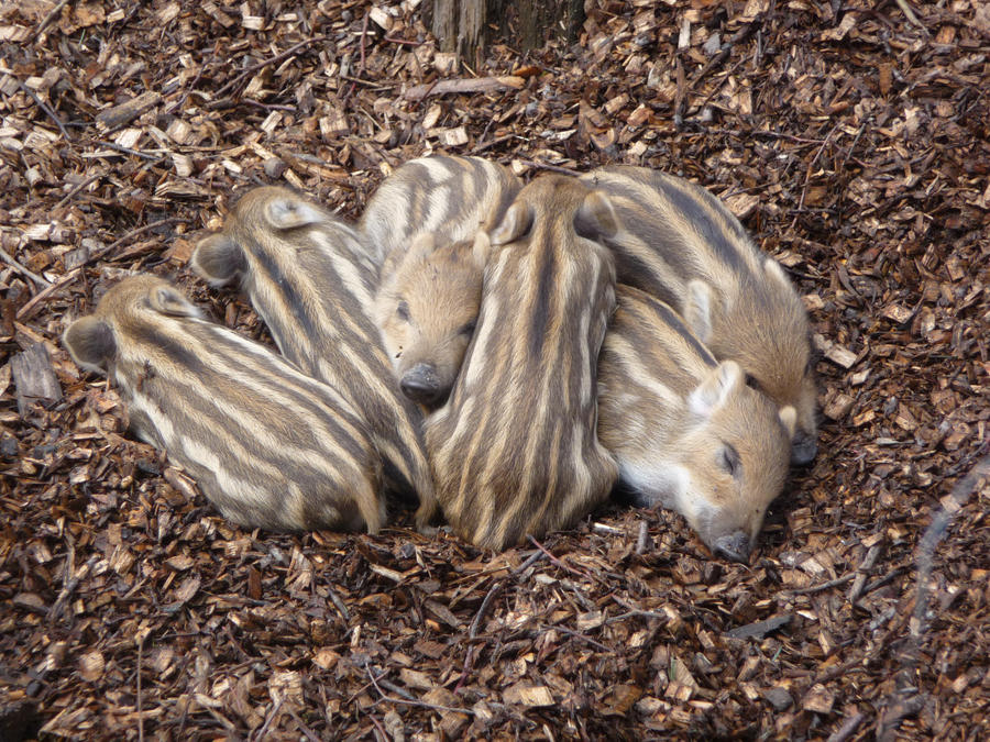 Baby wild pigs