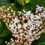 Flowered Heart