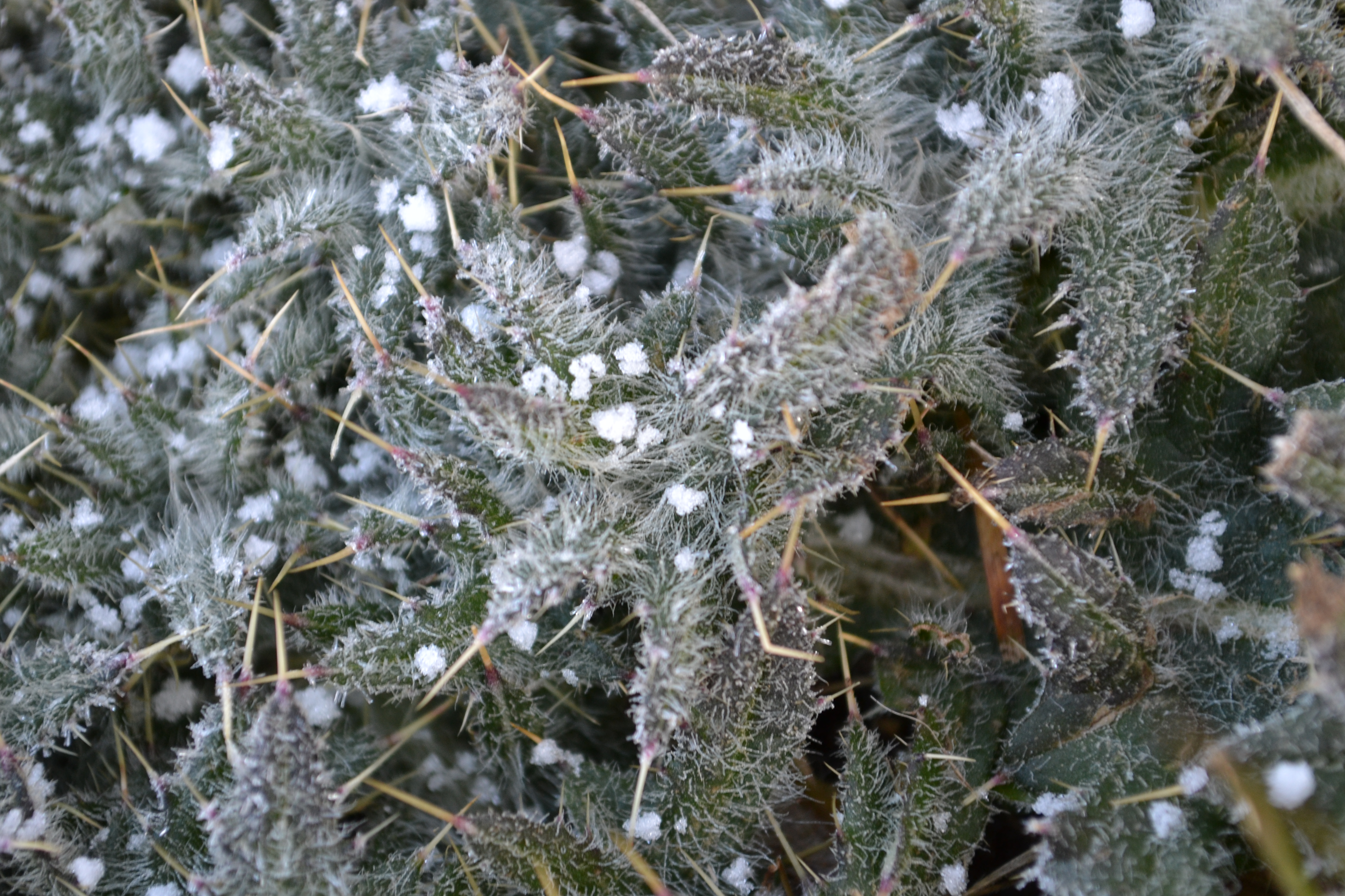 Snow-laced weeds.