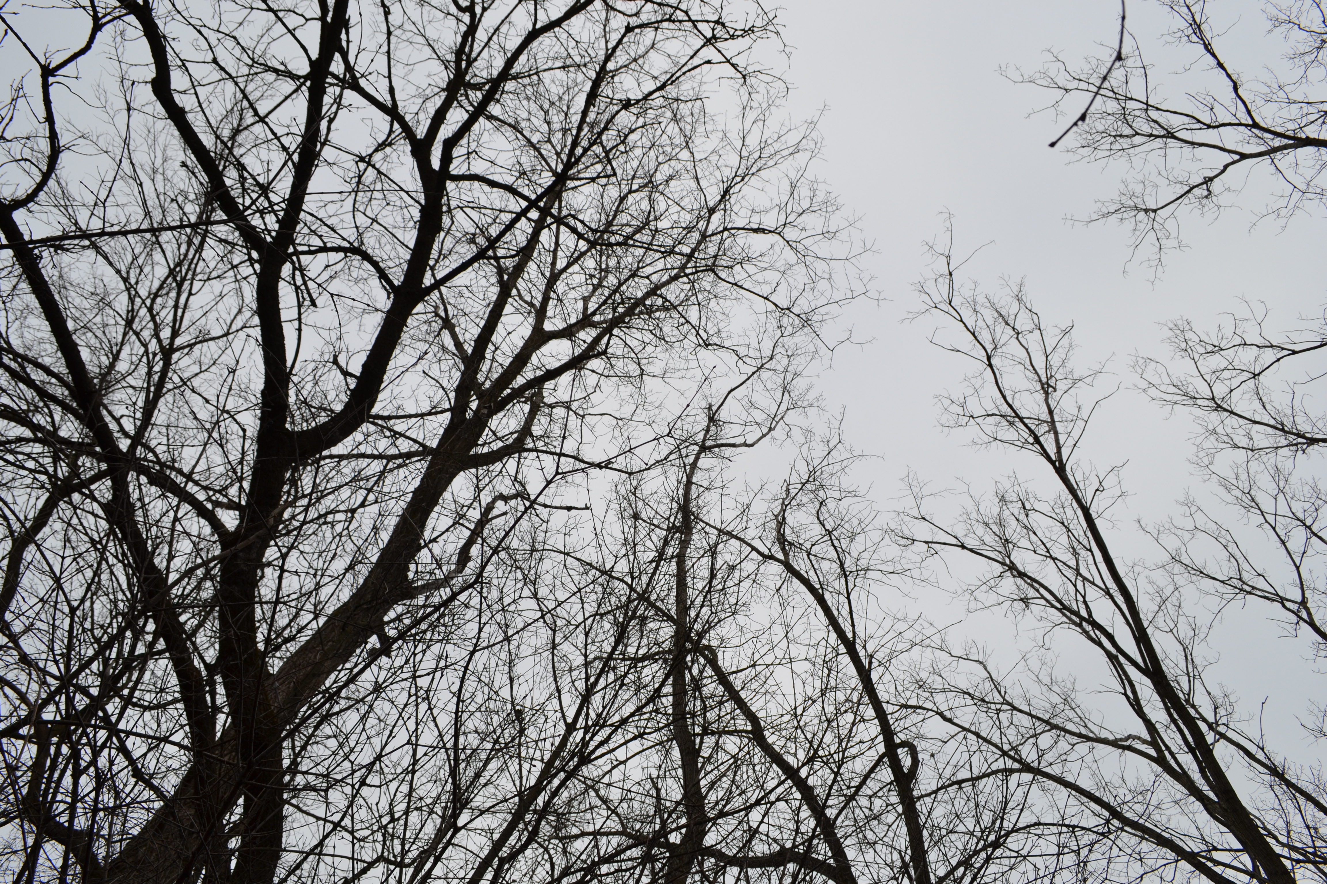 Skyward Trees.