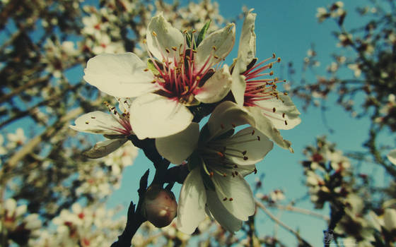 Blossom And Bud