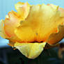 Yellow Rose with two Little Creatures