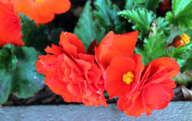 Red Flowers