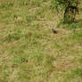 Bird on the meadow