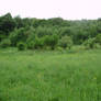 Meadow :)