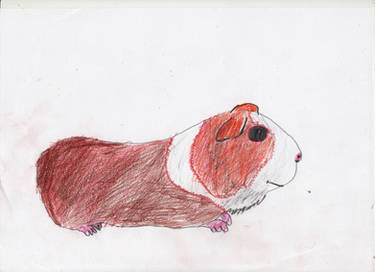 Guinea Pig