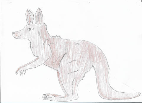 Kangaroo