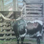 rodeo longhorn