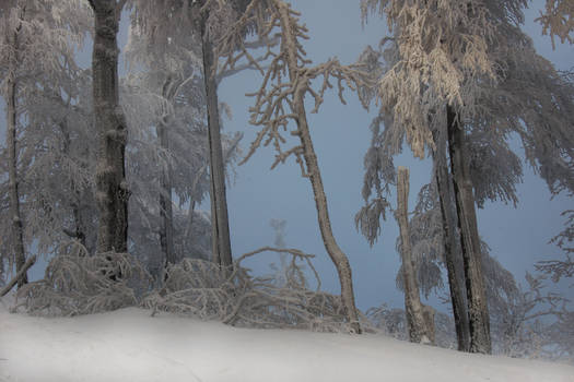 winter-tale forest