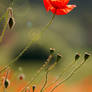 Field poppy flower