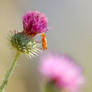 Thistle in copy