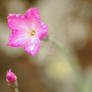 Dianthus