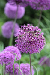 Alium aflatunense