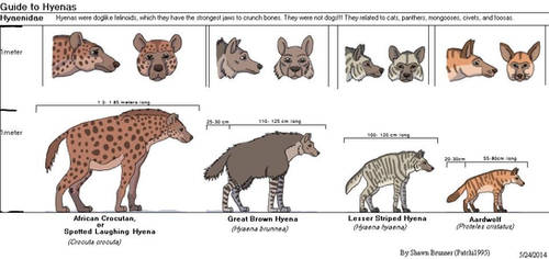 Guide to Hyenas