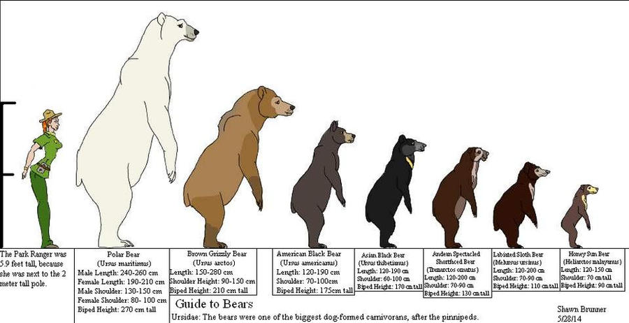 Guide to Bears