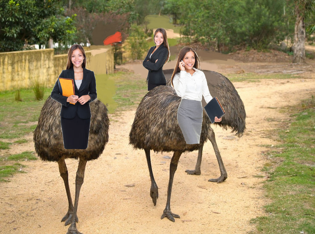 Three Emu Three Emu Girls on a Field Trip by Patchi1995 on DeviantArt