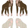 Chimpanzees