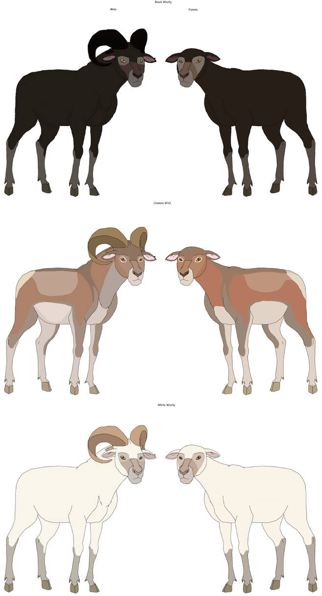 Deviantart 2007 Sheep Wild Sheep by Patchi1995 on DeviantArt