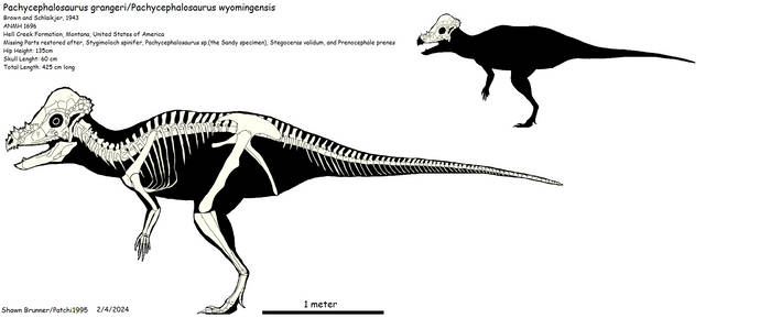 Pachycephalosaurus skeletal diagram