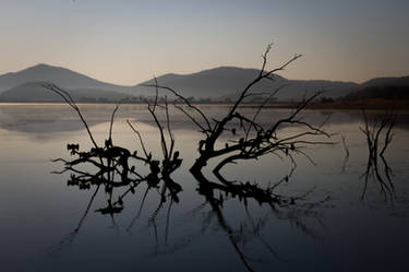 The elusive African Darter tree