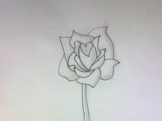 my first rose