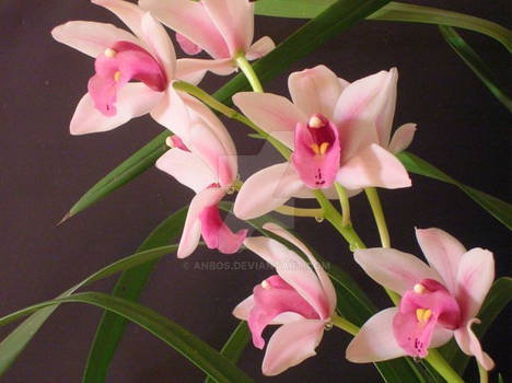 orchidea 2