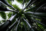 Bamboo by elolitta