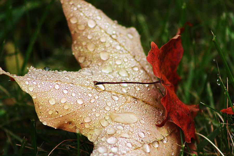 Morning Autumn Dew