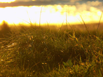 Sunset grass