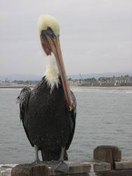 Pelican