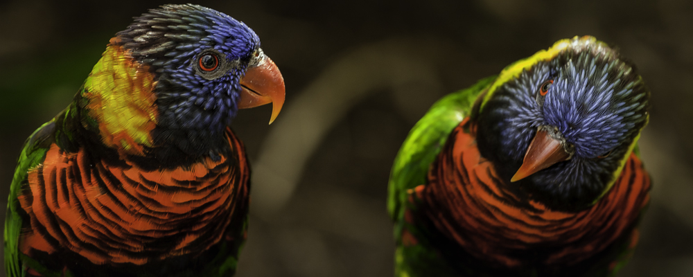 Lorikeets