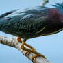 Green Heron Fishing