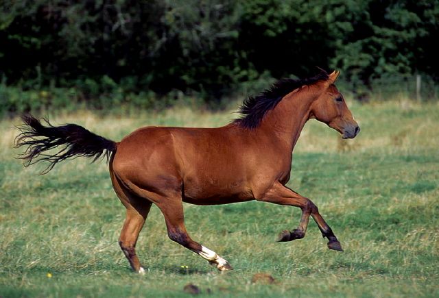 Wild Quater Horse