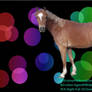 Chesnut Pony Graphic