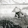 A Rice Farmer