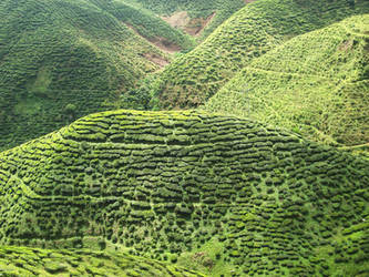 Cameron Bharat plantation 1