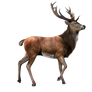 STOCK deer desgin