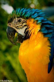 Macaw 1