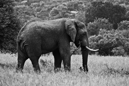 Elephant BW