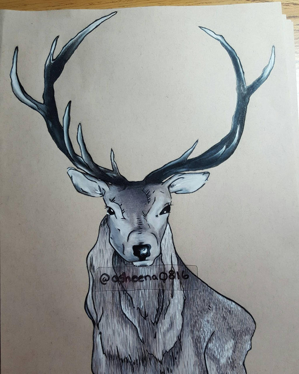 Stag Drawing by Asheena8160 on DeviantArt