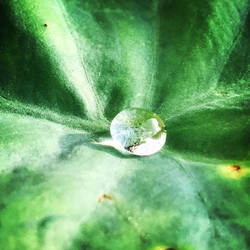 Droplet on an Elephant Ear