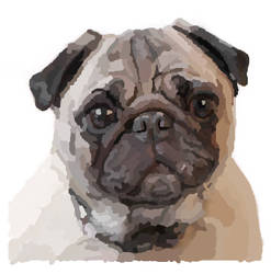 Pug