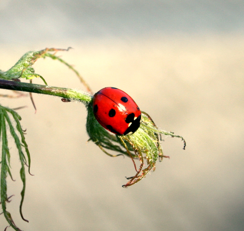 Ladybug II