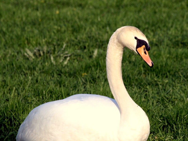 Swan Portrait