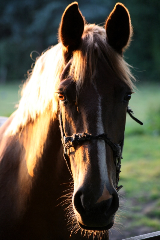 Profile