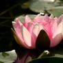 Waterlily