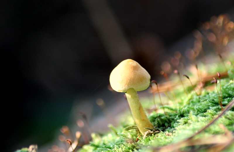 Little Mushroom