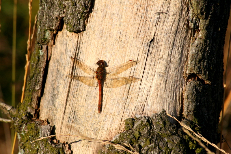 Dragonfly