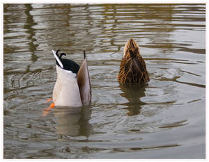 Koepfchen in das Wasser....